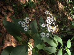 Schistocarpha longiligula