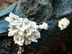 Xylaria flabelliformis