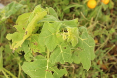 Solanum mammosum