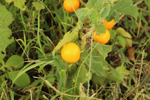 Image of Solanum mammosum by (c) Andrés Ramírez-Barrera, some rights reserved (CC BY)