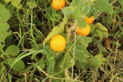 Solanum mammosum