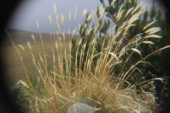 Austroderia richardii