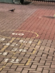 Streptopelia chinensis