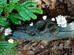 Xylaria flabelliformis