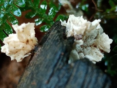 Xylaria flabelliformis