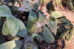 Dactylopius confusus