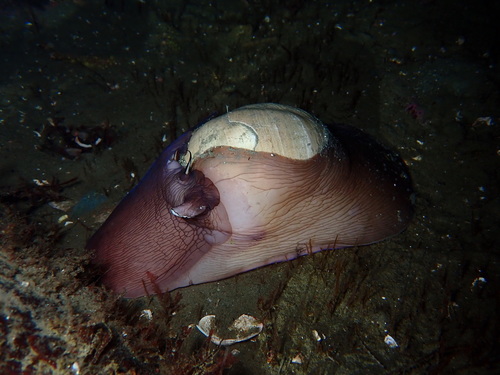 Lewis's Moon Snail