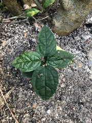 Clerodendrum thomsoniae