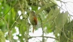 Cranioleuca subcristata