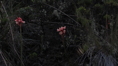 Stenorrhynchos vaginatum