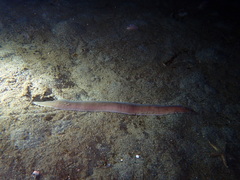 Cerebratulus marginatus