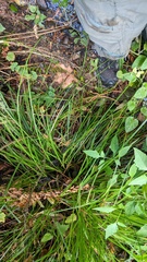 Carex bolanderi