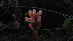 Stenorrhynchos vaginatum