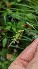 Carex bolanderi