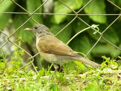 Turdus leucomelas