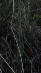 Stenorrhynchos vaginatum