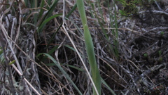 Stenorrhynchos vaginatum