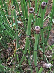 Equisetum telmateia