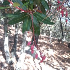 Comarostaphylis mucronata