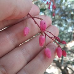 Comarostaphylis mucronata