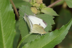 Pieris rapae