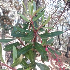 Comarostaphylis mucronata