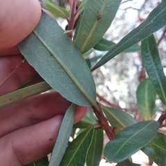 Comarostaphylis mucronata