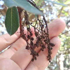 Comarostaphylis mucronata