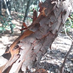 Comarostaphylis mucronata