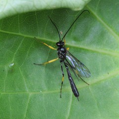 Dusona stramineipes