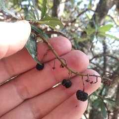 Comarostaphylis mucronata