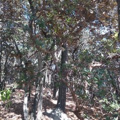 Comarostaphylis mucronata