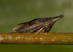 Calloconophora