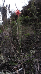 Stenorrhynchos vaginatum