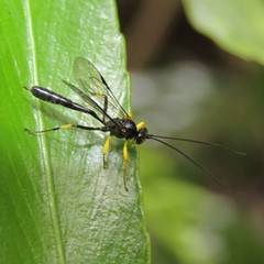 Dusona stramineipes