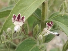 Andrographis echioides