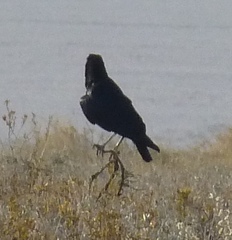 Corvus capensis