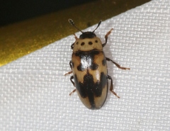Ischyrus quadripunctatus