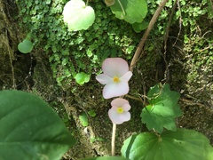 Begonia uniflora