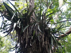 Aechmea bracteata