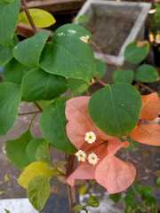 Bougainvillea
