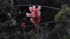 Stenorrhynchos vaginatum