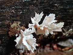 Xylaria flabelliformis