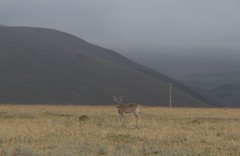 Odocoileus virginianus ustus