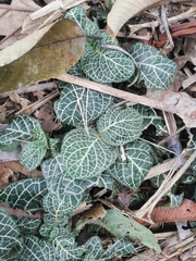 Fittonia albivenis