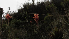 Stenorrhynchos vaginatum