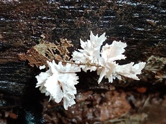 Xylaria flabelliformis
