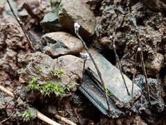 Xylaria bambusicola