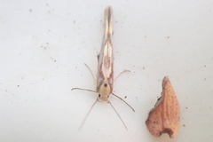 Stathmopoda caminora