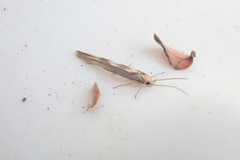 Stathmopoda caminora